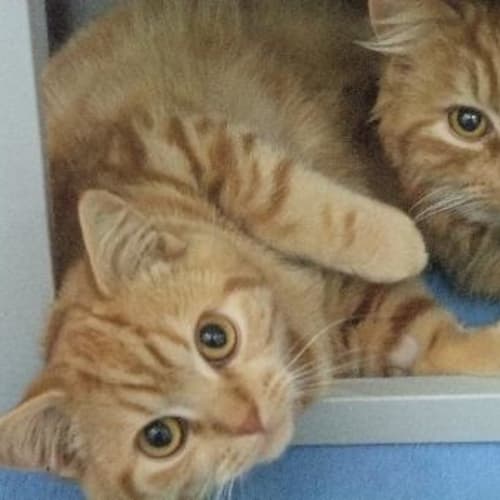 Maverick "C5328"