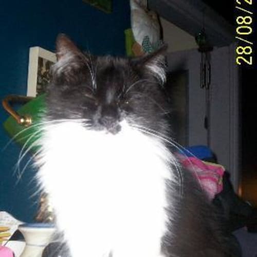 No photo for "Socks"    Adopted