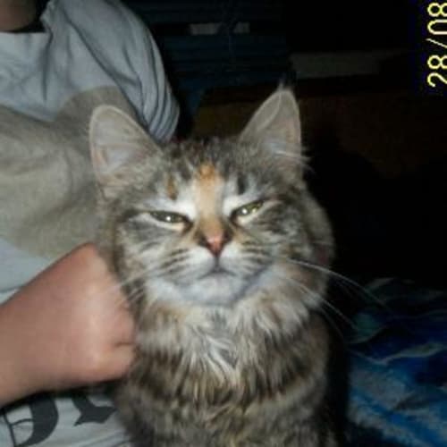 No photo for Cuddles   Adopted