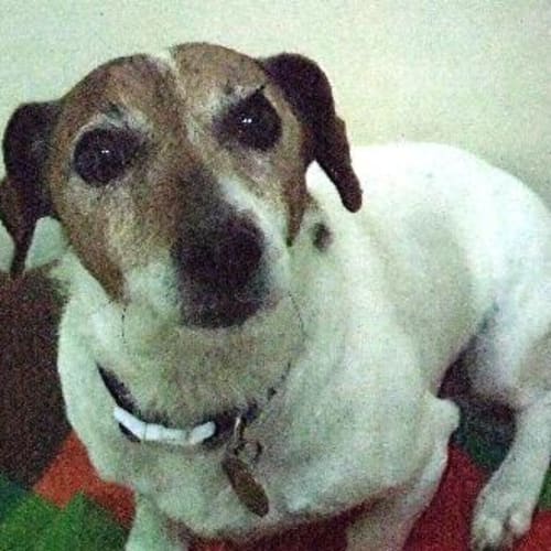 Milo "A6372"