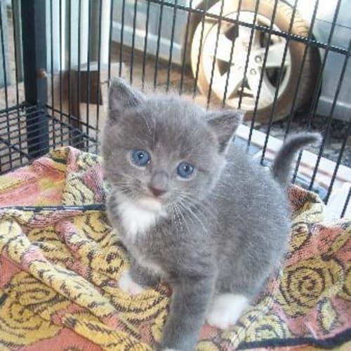 Nimbus