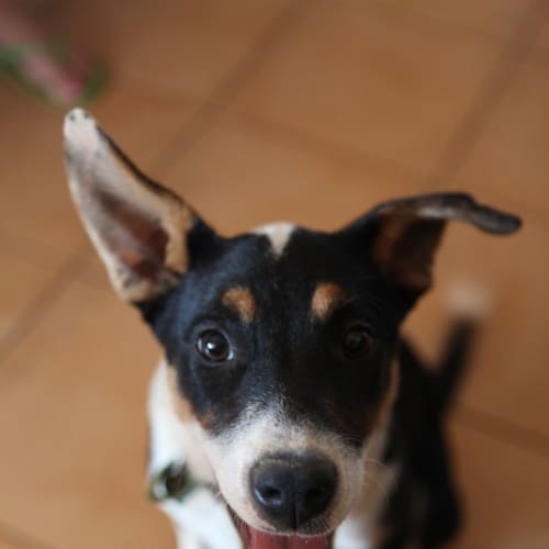 No photo for Maggie (Hd186)