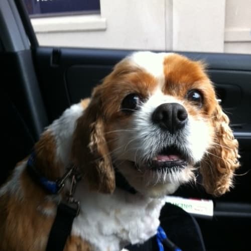 No photo for Kip
