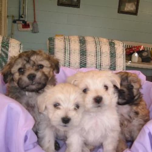 No photo for Puppies In A Basket