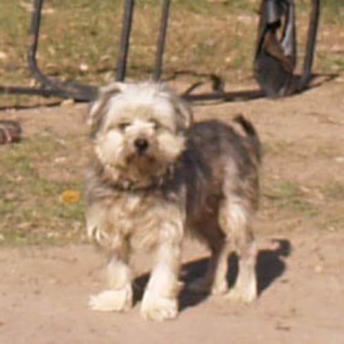 Lucy - Great Little Companion