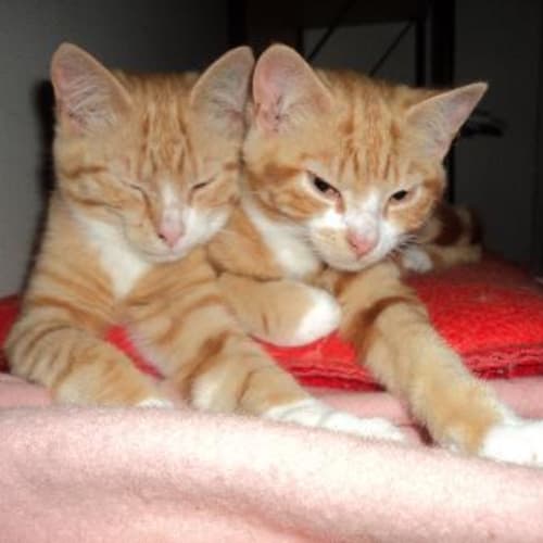 2 Ginger Brothers