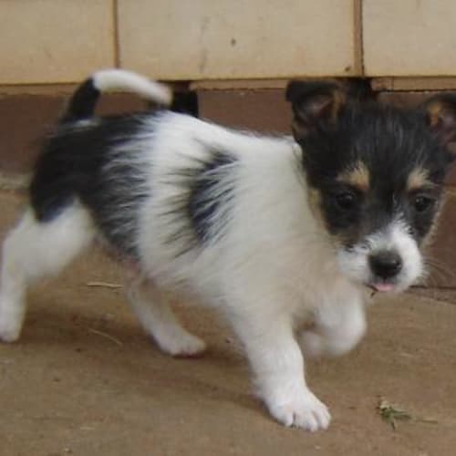 Adoption Pending *Marley