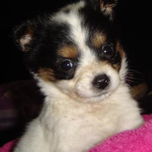 Adoption Pending - Daisy
