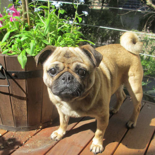 No photo for Lola 