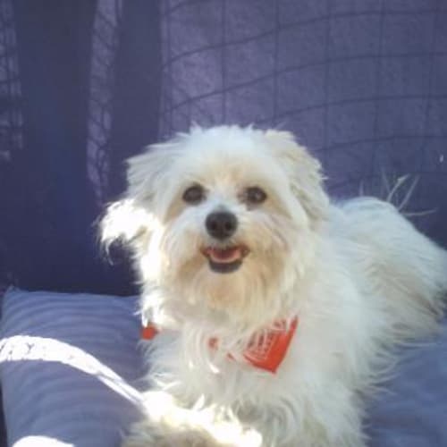 Brie  **Now Adopted**