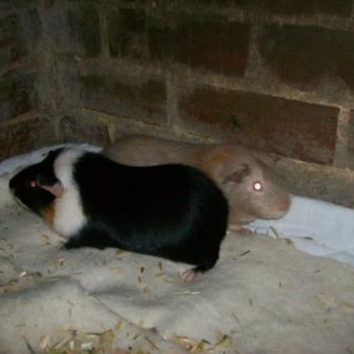 No photo for Isaac And Fabio