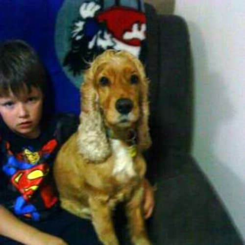 No photo for ** Adoption Pending ** Otis