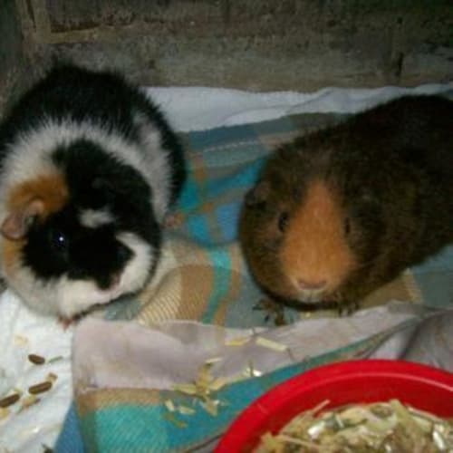 No photo for Sheila And Chucky