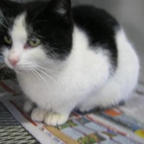 No photo for Periwinkle 24/9 Started Adoption Trial