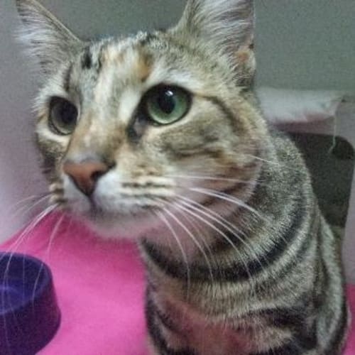 C7922 "Missy"