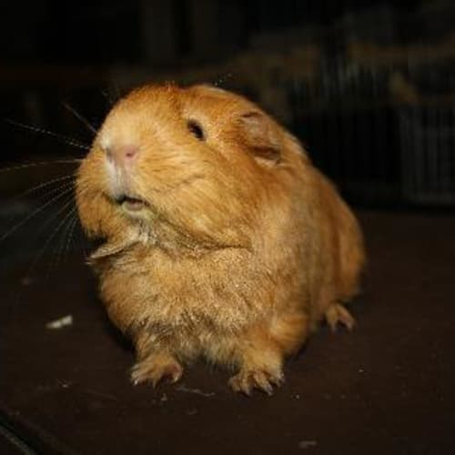 Honey Bun
