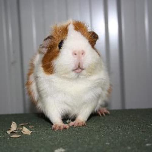 Linda
