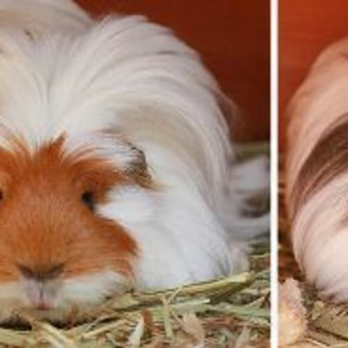 No photo for Cinnamon And Meg