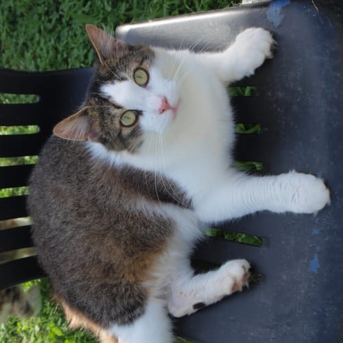 Happy Harry (huge cat!)