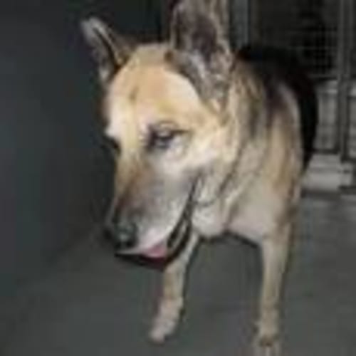 Foster Carer Needed Impound No: 762-10