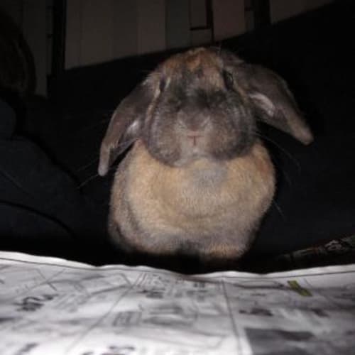 No photo for **Adoption Pending** Muffin   Lop Ear