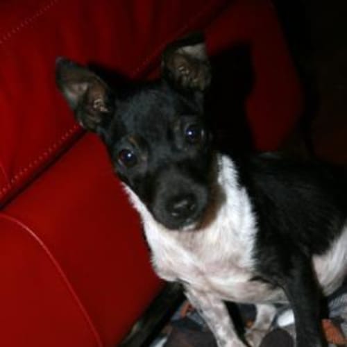 No photo for Squeek Special Needs Enquiries Only