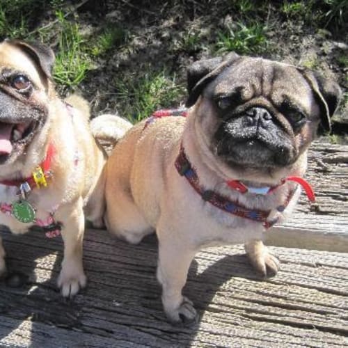 No photo for Stitch & Oscar