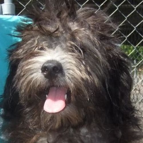 No photo for Maltese/Poodle Cross Pups