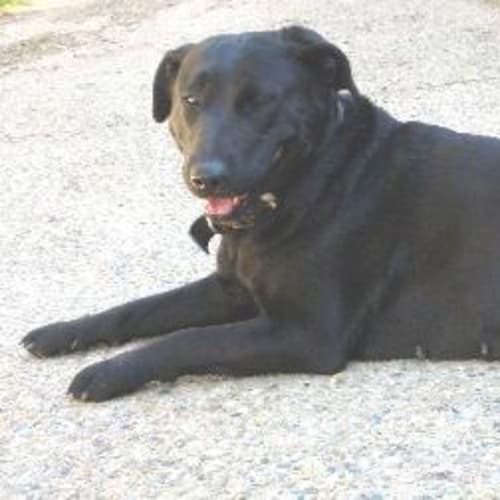 No photo for Windsor