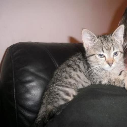 No photo for Little Tabby Girl