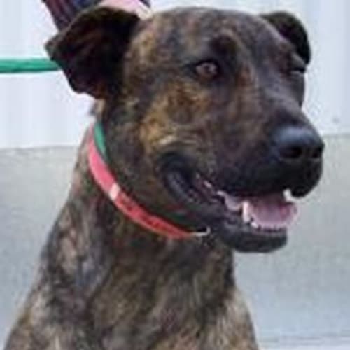 No photo for Sharnie 442321