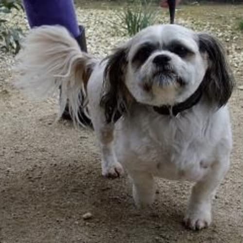 No photo for Charlie 442675