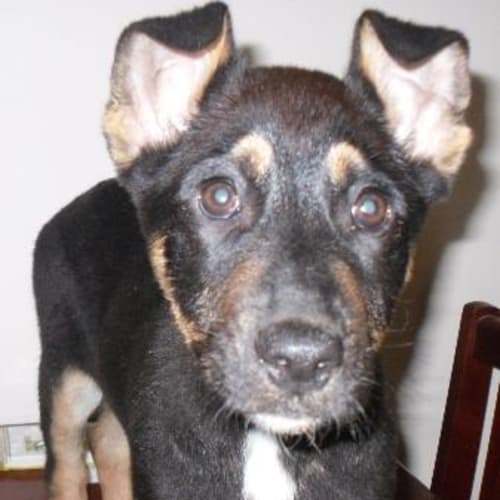 No photo for Cassie   On Trial With Her New Home