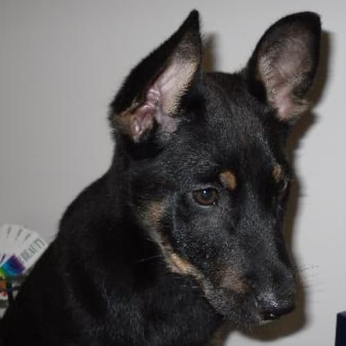 No photo for Jessie On Hold Pending Adoption