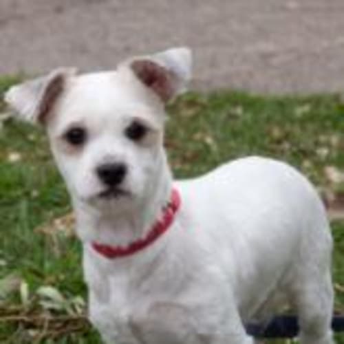 No photo for Dongdong