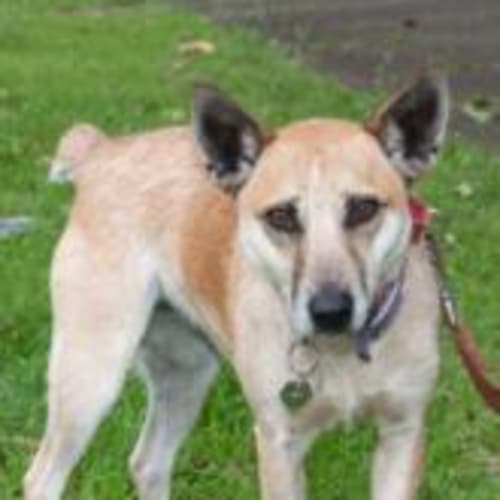 No photo for Fudge (F)