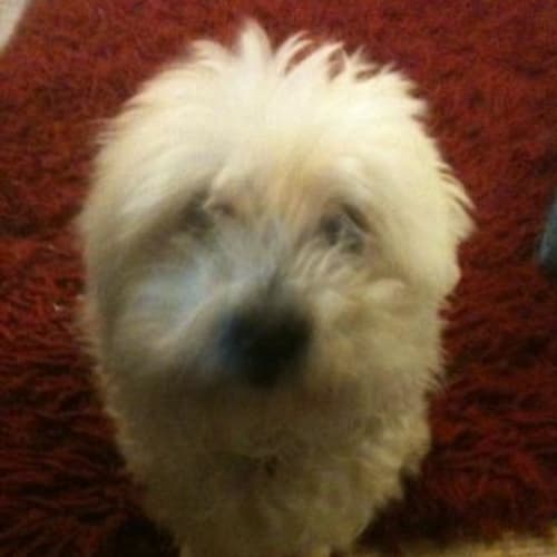 No photo for *Adoption Pending* Rufus