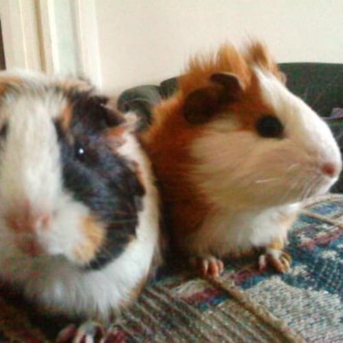 No photo for Spike Adopted