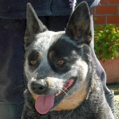 No photo for Lulu 440387c