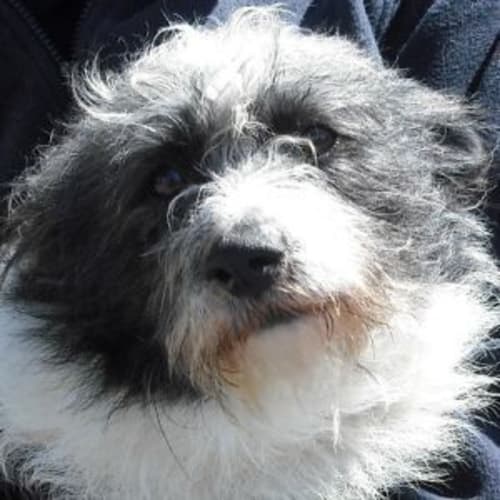 No photo for Mc Clarey 442799