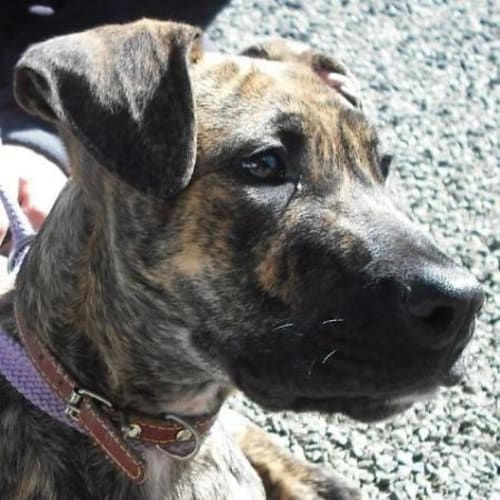 No photo for Koshie 442796