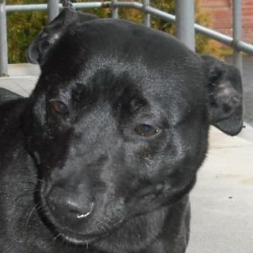 No photo for Chizel 440400