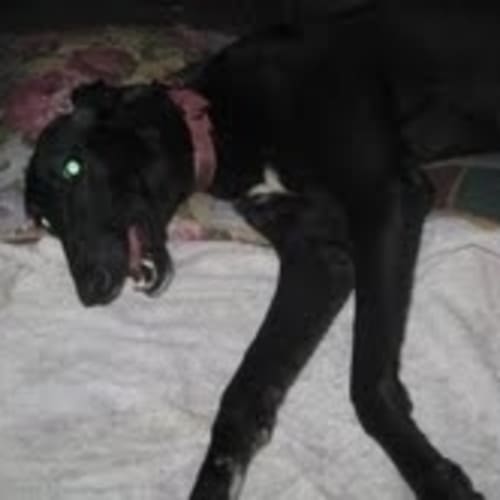 No photo for Tanzie(on Trial)