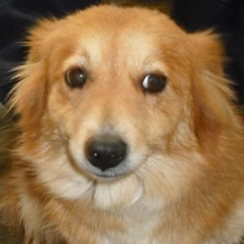 No photo for Lil Bear 442795