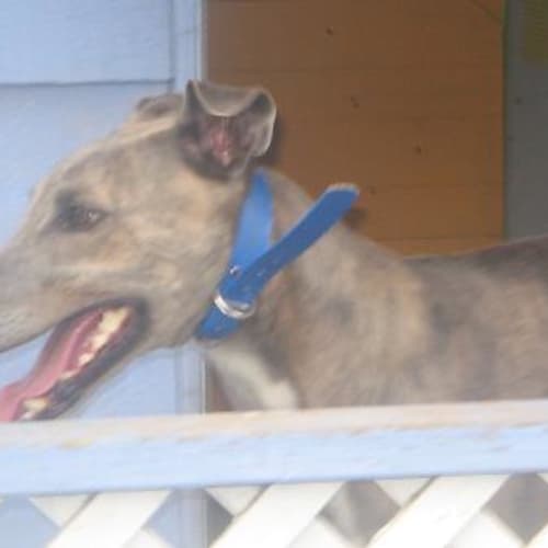 No photo for Rusty(on Trial)