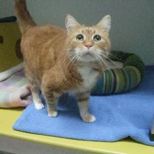 C7923 Petra