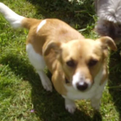 Dixie - Adoption Pending