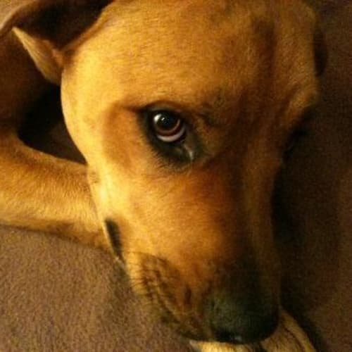 No photo for **Adoption Pending** Shyla