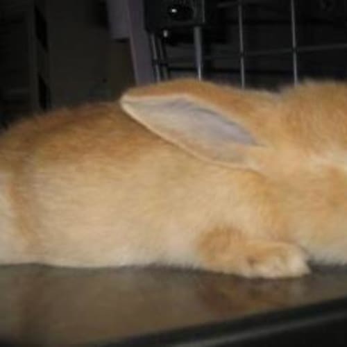 Baby Bunny (6 Week Old Netherland Dwarf X)
