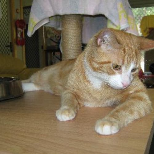 No photo for Toby (On Trial)
